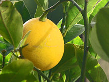 220px-Meyer_Lemon.jpg
